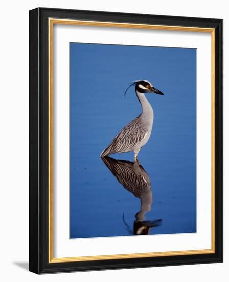 Yellow-crowned Night Heron Wading in Shallow Water, Ding Darling NWR, Sanibel Island, Florida, USA-Charles Sleicher-Framed Photographic Print