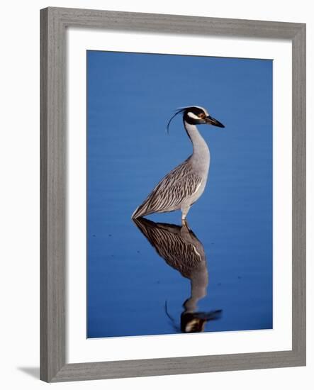 Yellow-crowned Night Heron Wading in Shallow Water, Ding Darling NWR, Sanibel Island, Florida, USA-Charles Sleicher-Framed Photographic Print