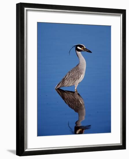 Yellow-crowned Night Heron Wading in Shallow Water, Ding Darling NWR, Sanibel Island, Florida, USA-Charles Sleicher-Framed Photographic Print