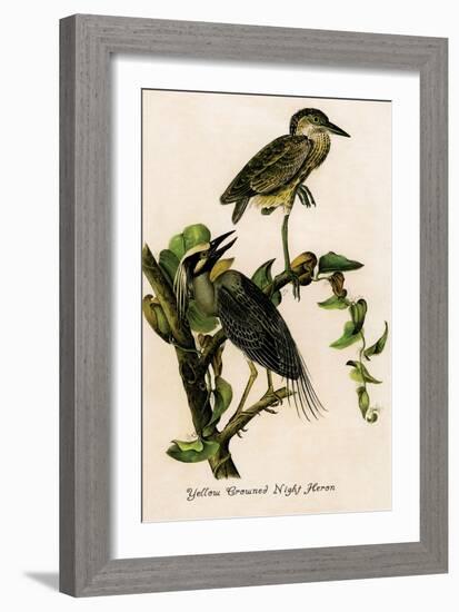Yellow Crowned Night Heron-John James Audubon-Framed Art Print
