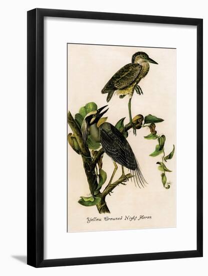 Yellow Crowned Night Heron-John James Audubon-Framed Art Print