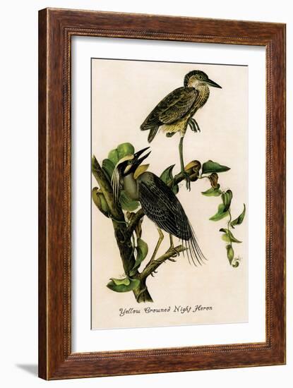 Yellow Crowned Night Heron-John James Audubon-Framed Art Print