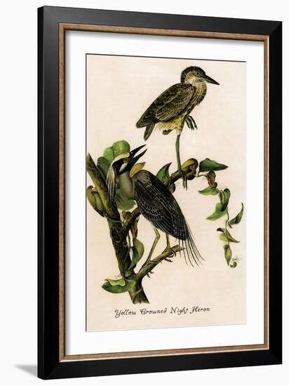 Yellow Crowned Night Heron-John James Audubon-Framed Art Print