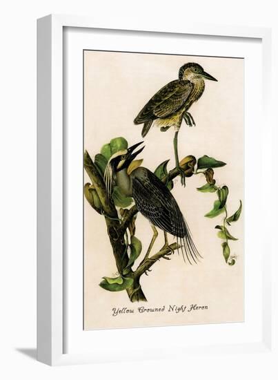 Yellow Crowned Night Heron-John James Audubon-Framed Art Print