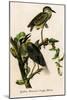Yellow Crowned Night Heron-John James Audubon-Mounted Art Print