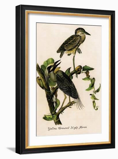 Yellow Crowned Night Heron-John James Audubon-Framed Art Print