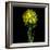 Yellow Daffodil Bouquet-Magda Indigo-Framed Photographic Print