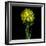 Yellow Daffodil Bouquet-Magda Indigo-Framed Photographic Print