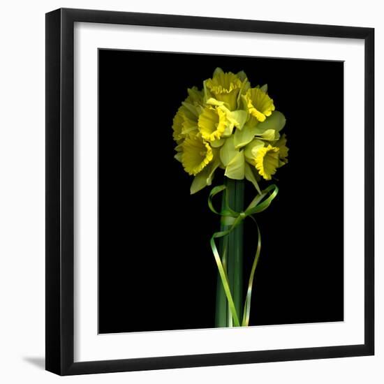 Yellow Daffodil Bouquet-Magda Indigo-Framed Photographic Print
