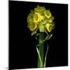 Yellow Daffodil Bouquet-Magda Indigo-Mounted Photographic Print