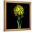Yellow Daffodil Bouquet-Magda Indigo-Framed Premier Image Canvas