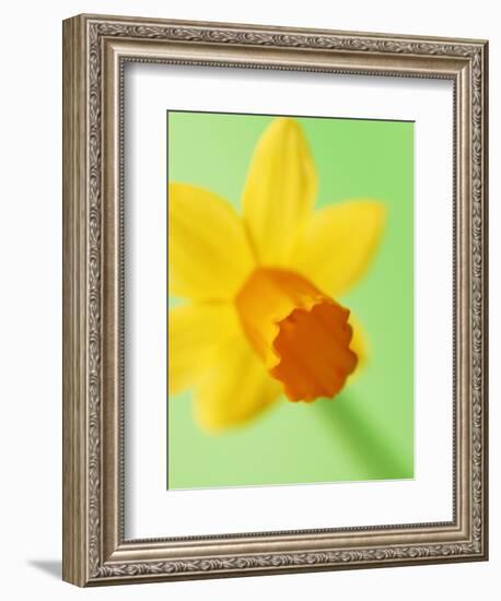 Yellow daffodil-null-Framed Photographic Print