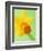 Yellow daffodil-null-Framed Photographic Print