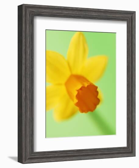 Yellow daffodil-null-Framed Photographic Print