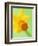 Yellow daffodil-null-Framed Photographic Print