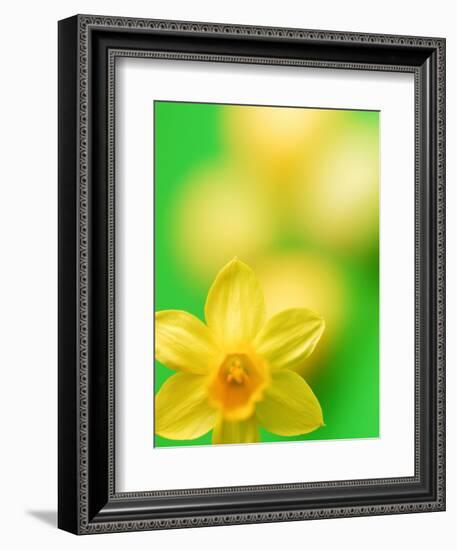 Yellow daffodil-null-Framed Photographic Print