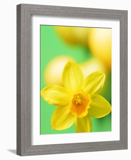 Yellow daffodil-null-Framed Photographic Print