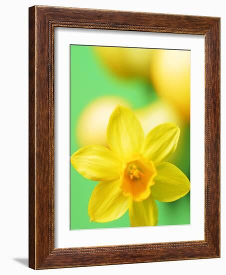 Yellow daffodil-null-Framed Photographic Print