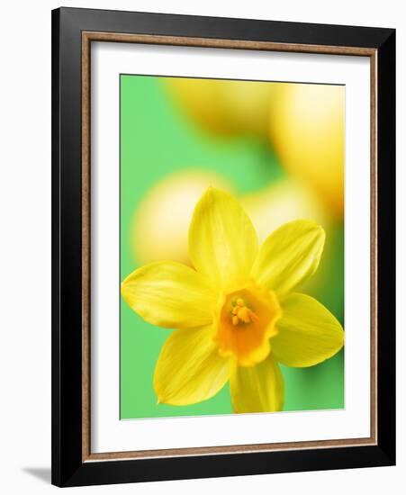 Yellow daffodil-null-Framed Photographic Print