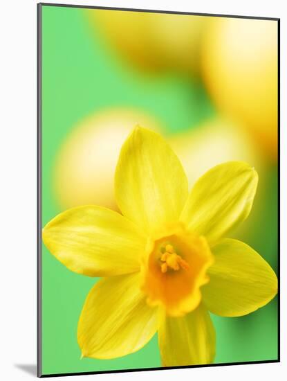 Yellow daffodil-null-Mounted Photographic Print