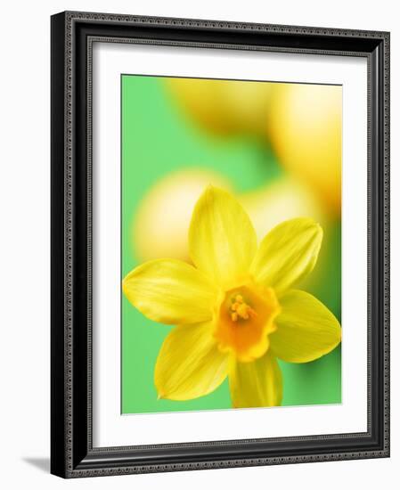 Yellow daffodil-null-Framed Photographic Print