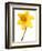 Yellow daffodil-null-Framed Photographic Print