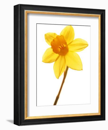 Yellow daffodil-null-Framed Photographic Print