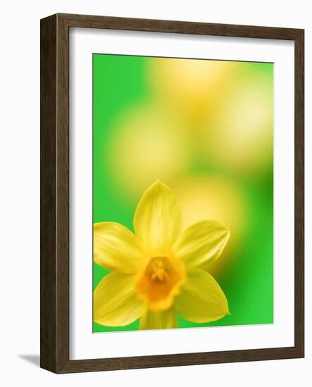 Yellow daffodil-null-Framed Photographic Print