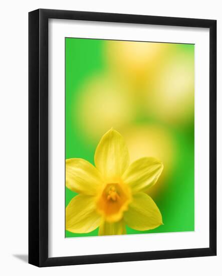 Yellow daffodil-null-Framed Photographic Print