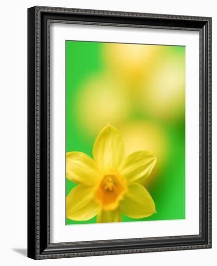 Yellow daffodil-null-Framed Photographic Print