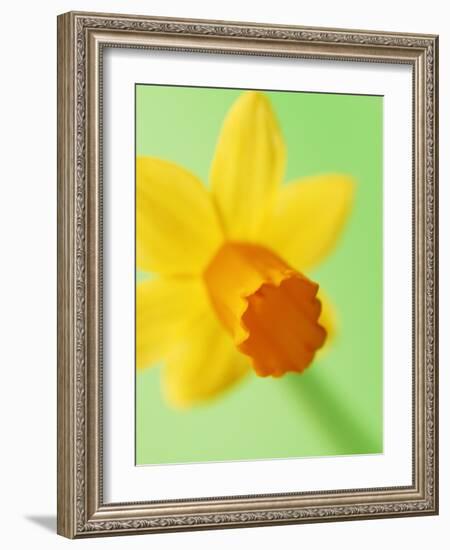 Yellow daffodil-null-Framed Photographic Print