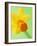 Yellow daffodil-null-Framed Photographic Print