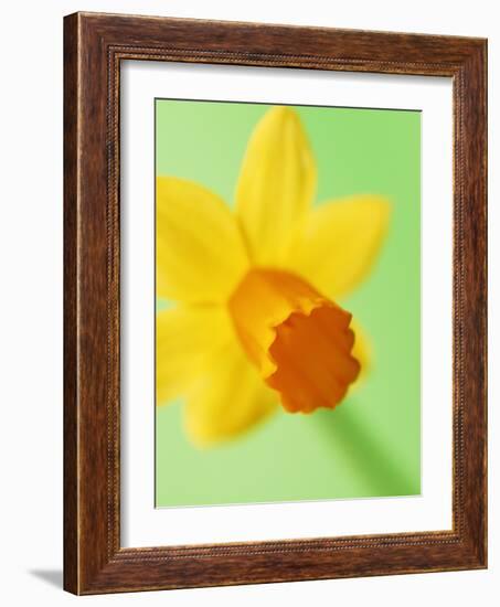 Yellow daffodil-null-Framed Photographic Print