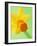 Yellow daffodil-null-Framed Photographic Print