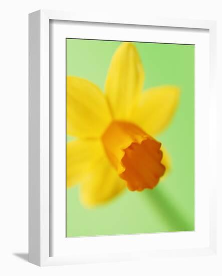 Yellow daffodil-null-Framed Photographic Print