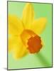 Yellow daffodil-null-Mounted Photographic Print