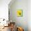 Yellow daffodil-null-Mounted Photographic Print displayed on a wall