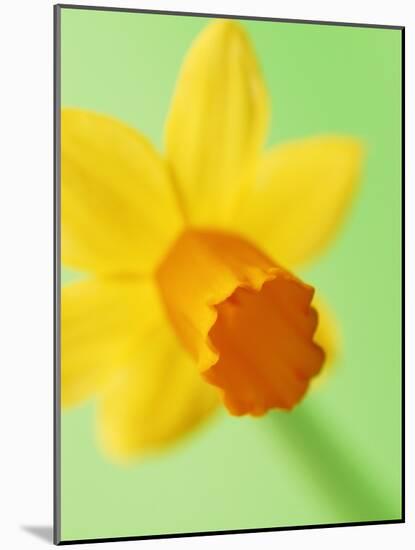 Yellow daffodil-null-Mounted Photographic Print