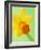 Yellow daffodil-null-Framed Photographic Print