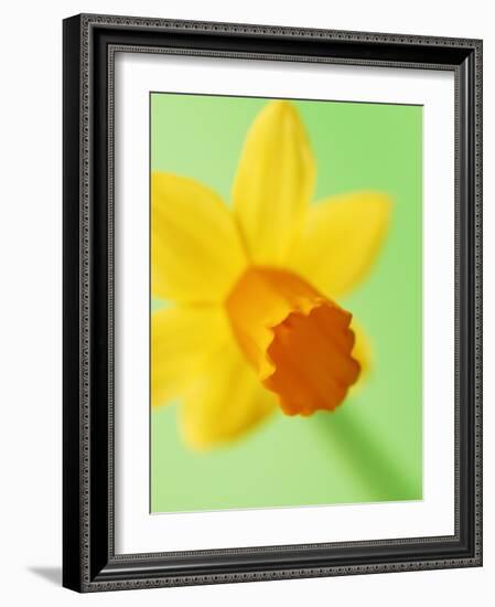 Yellow daffodil-null-Framed Photographic Print