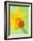 Yellow daffodil-null-Framed Photographic Print