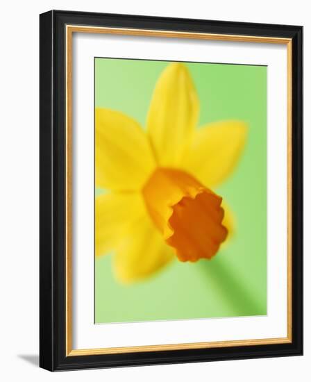 Yellow daffodil-null-Framed Photographic Print