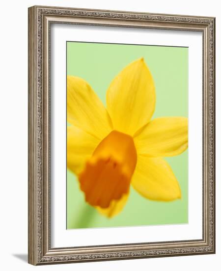 Yellow daffodil-null-Framed Photographic Print