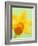 Yellow daffodil-null-Framed Photographic Print