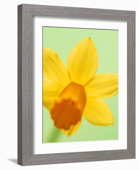 Yellow daffodil-null-Framed Photographic Print