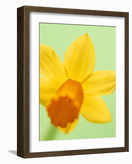 Yellow daffodil-null-Framed Photographic Print