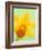 Yellow daffodil-null-Framed Photographic Print