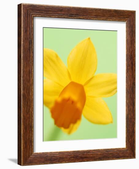 Yellow daffodil-null-Framed Photographic Print