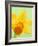 Yellow daffodil-null-Framed Photographic Print