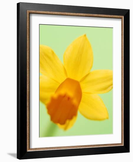 Yellow daffodil-null-Framed Photographic Print